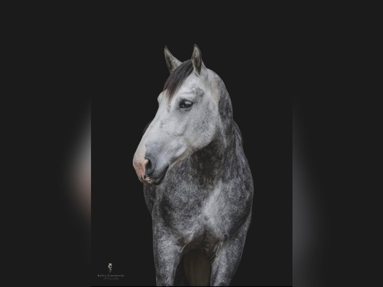 American Quarter Horse Castrone 10 Anni 175 cm Grigio pezzato in Everett PA