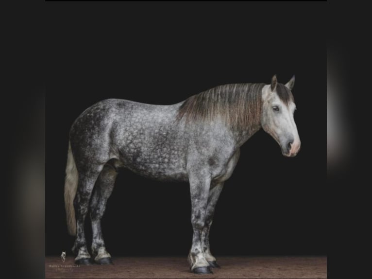 American Quarter Horse Castrone 10 Anni 175 cm Grigio pezzato in Everett PA