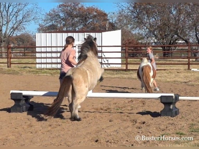 American Quarter Horse Castrone 10 Anni 99 cm Pelle di daino in Weatherford TX