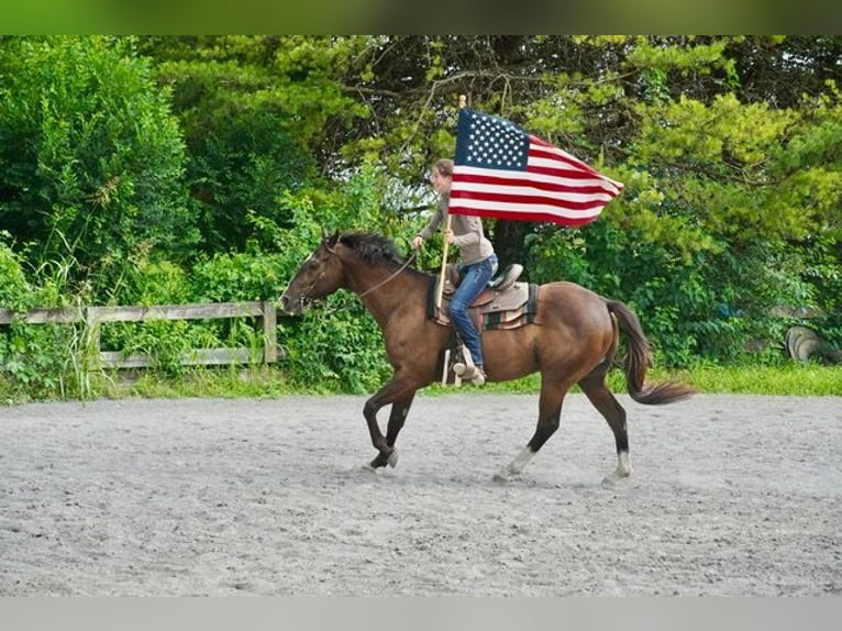 American Quarter Horse Castrone 10 Anni Baio ciliegia in Frederick