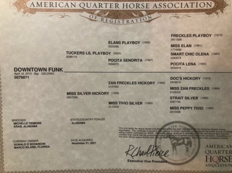 American Quarter Horse Castrone 10 Anni Baio ciliegia in Columbia, MO