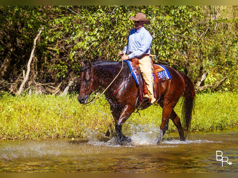 American Quarter Horse Castrone 10 Anni Baio ciliegia in Mountain Grove MO