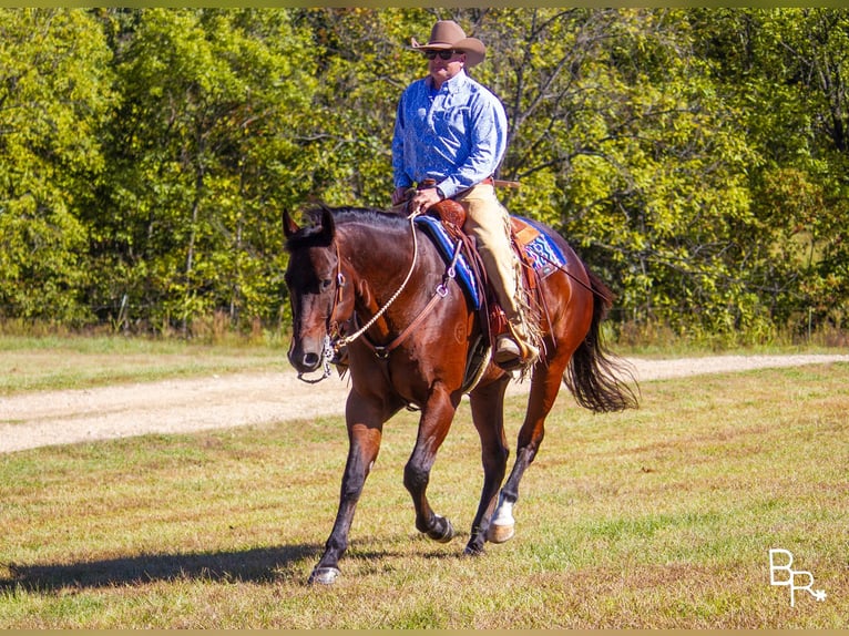 American Quarter Horse Castrone 10 Anni Baio ciliegia in Mountain Grove MO