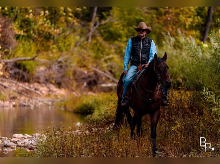 American Quarter Horse Castrone 10 Anni Baio ciliegia in Mountain Grove MO