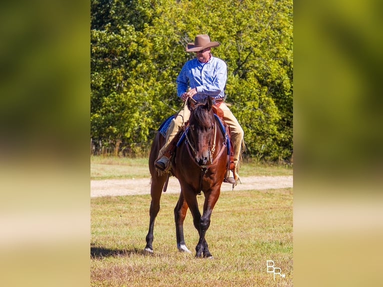 American Quarter Horse Castrone 10 Anni Baio ciliegia in Mountain Grove MO