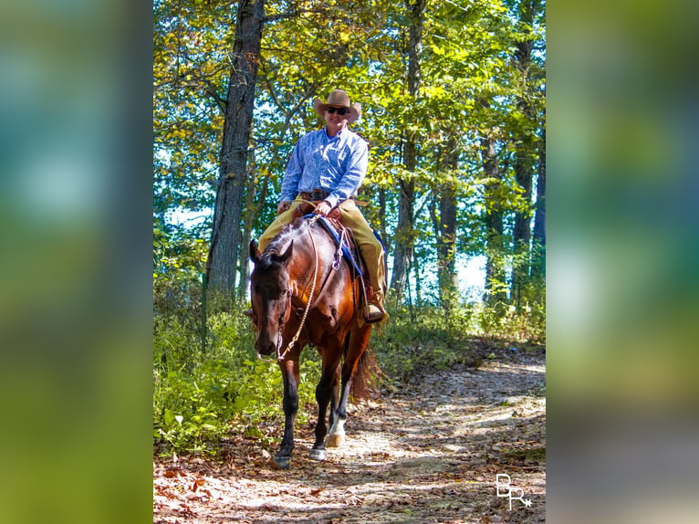 American Quarter Horse Castrone 10 Anni Baio ciliegia in Mountain Grove MO