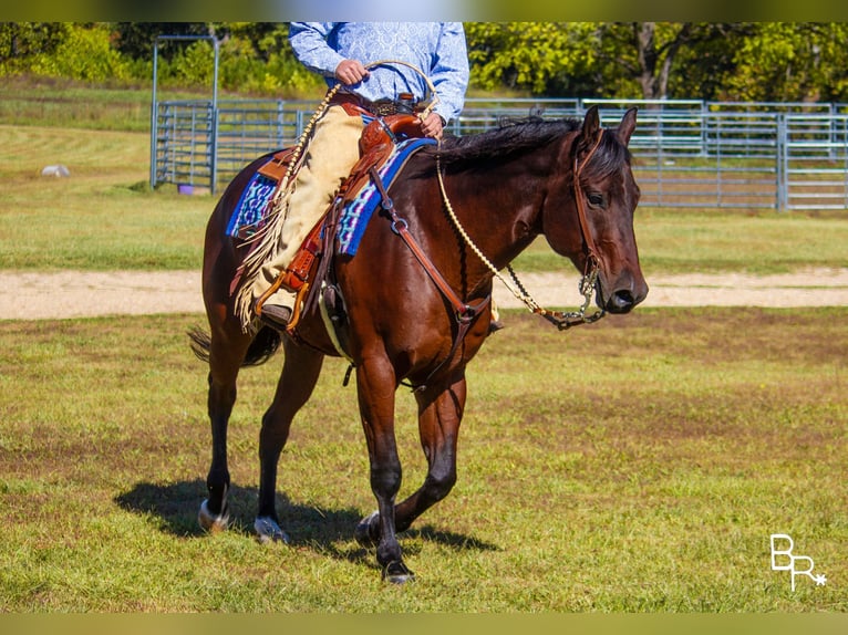 American Quarter Horse Castrone 10 Anni Baio ciliegia in Mountain Grove MO