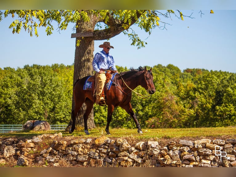 American Quarter Horse Castrone 10 Anni Baio ciliegia in Mountain Grove MO