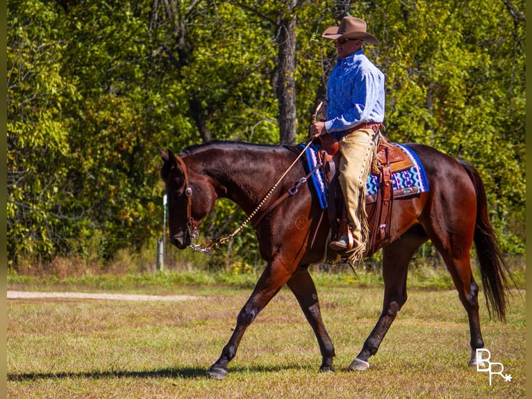 American Quarter Horse Castrone 10 Anni Baio ciliegia in Mountain Grove MO