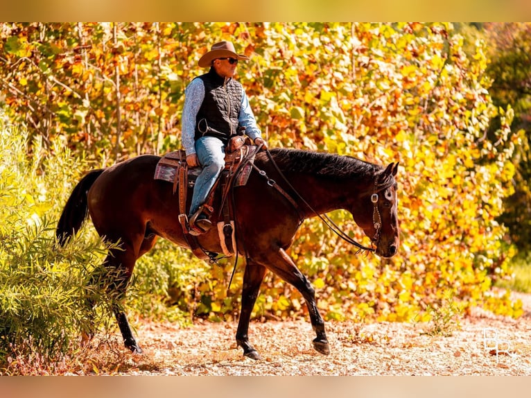 American Quarter Horse Castrone 10 Anni Baio ciliegia in Mountain Grove MO