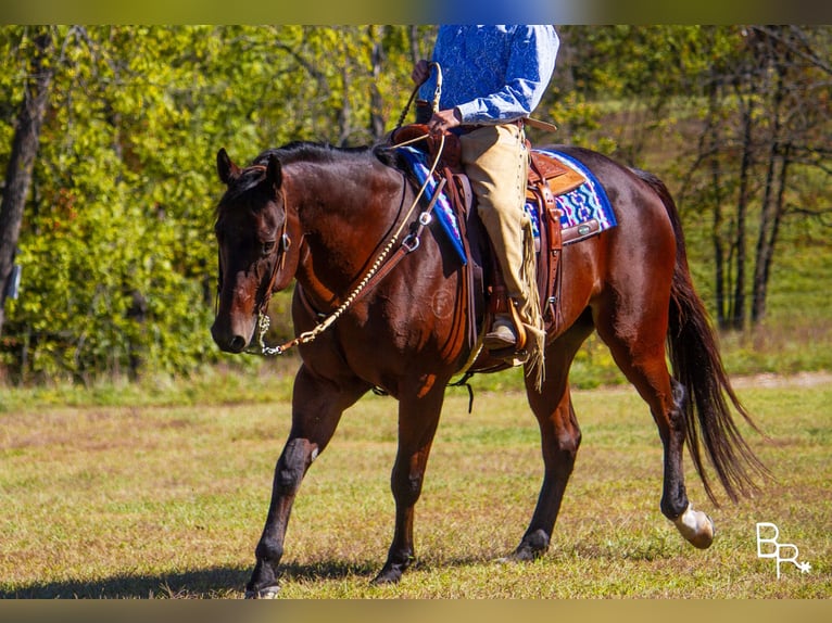 American Quarter Horse Castrone 10 Anni Baio ciliegia in Mountain Grove MO