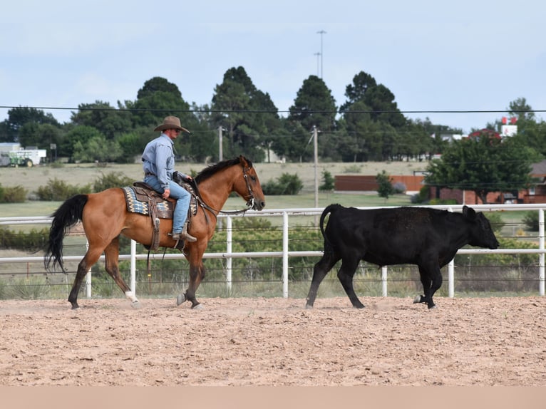 American Quarter Horse Castrone 10 Anni Baio ciliegia in Amarillo