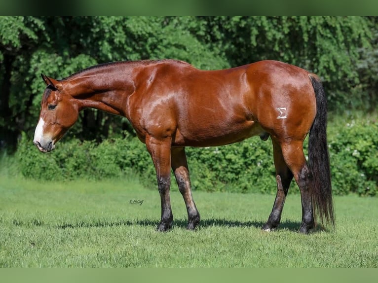 American Quarter Horse Castrone 10 Anni Baio ciliegia in Ravenna