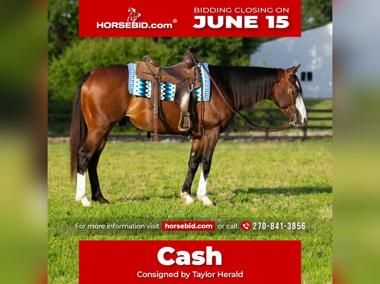 American Quarter Horse Castrone 10 Anni Baio ciliegia in Henderson