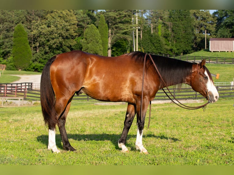 American Quarter Horse Castrone 10 Anni Baio ciliegia in Henderson