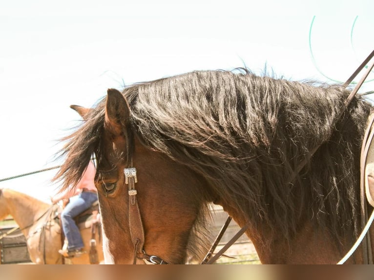 American Quarter Horse Mix Castrone 10 Anni Baio ciliegia in Waterford, CA