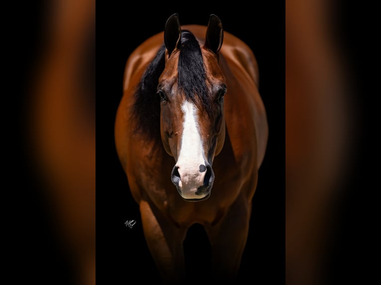 American Quarter Horse Castrone 10 Anni Baio ciliegia in Dennison