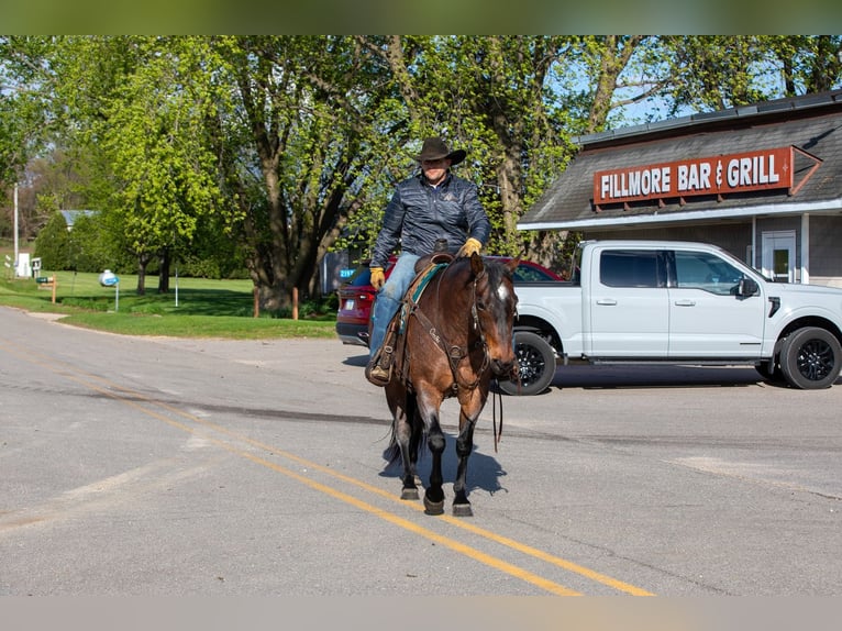 American Quarter Horse Mix Castrone 10 Anni Baio roano in Bernard