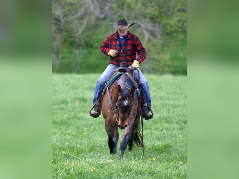 American Quarter Horse Mix Castrone 10 Anni Baio roano in Bernard
