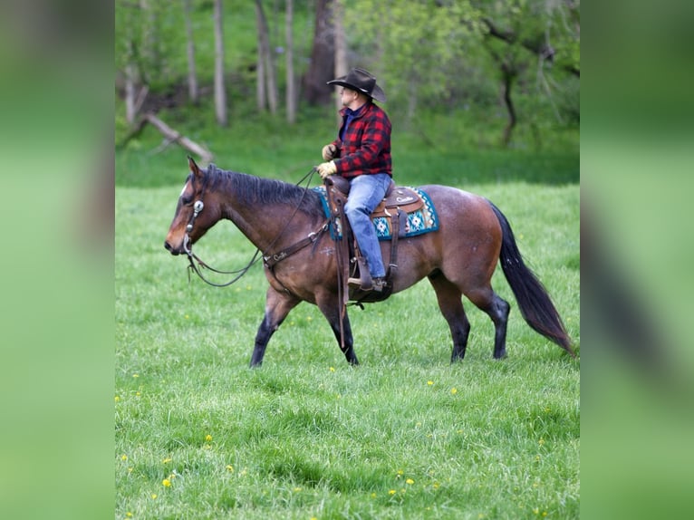 American Quarter Horse Mix Castrone 10 Anni Baio roano in Bernard