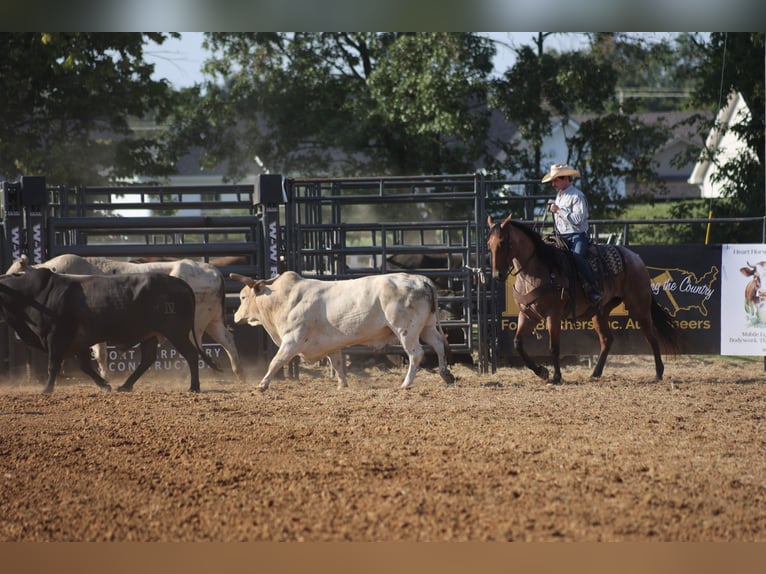 American Quarter Horse Castrone 10 Anni Baio roano in Berea