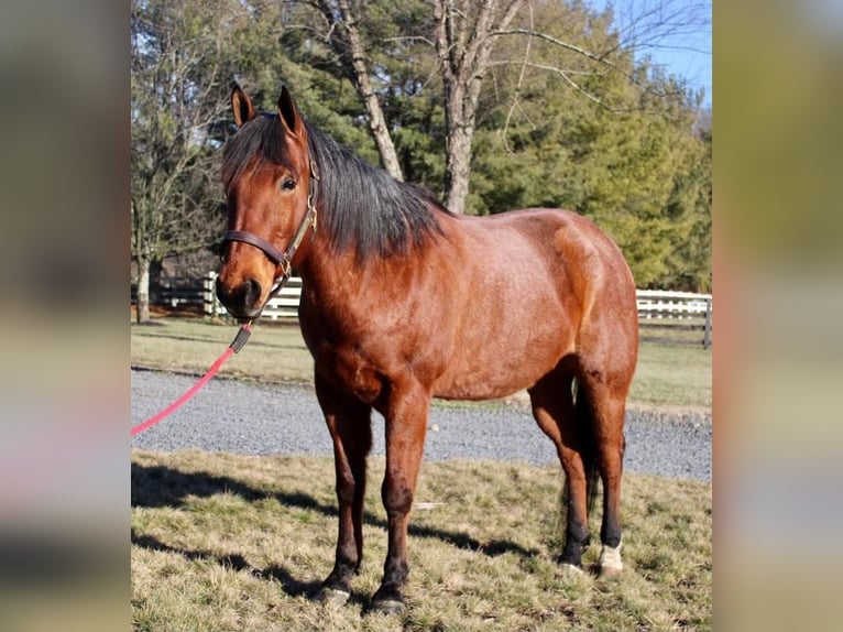 American Quarter Horse Mix Castrone 10 Anni Baio roano in Allentown, NJ