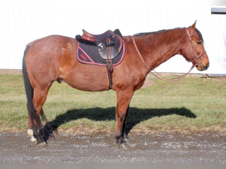 American Quarter Horse Mix Castrone 10 Anni Baio roano in Allentown, NJ
