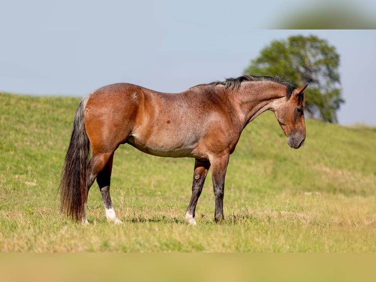 American Quarter Horse Castrone 10 Anni Baio roano in WEATHERFORD, TX