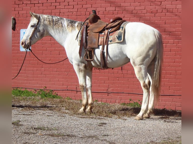 American Quarter Horse Castrone 10 Anni Bianco in RUSK TX