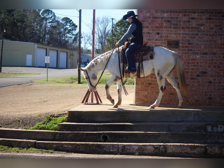 American Quarter Horse Castrone 10 Anni Bianco in RUSK TX