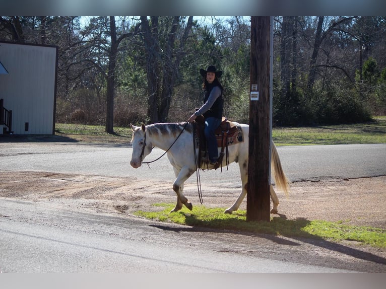 American Quarter Horse Castrone 10 Anni Bianco in RUSK TX