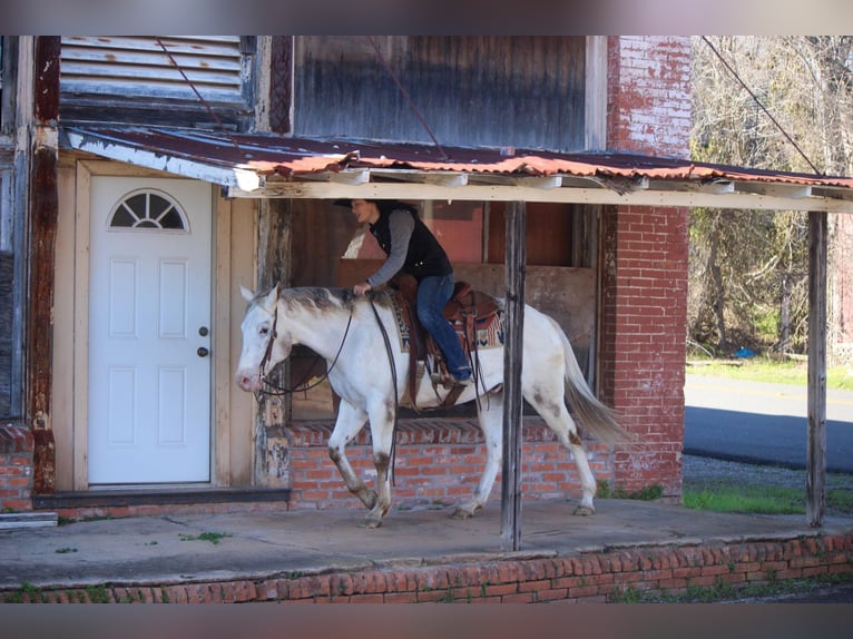 American Quarter Horse Castrone 10 Anni Bianco in RUSK TX