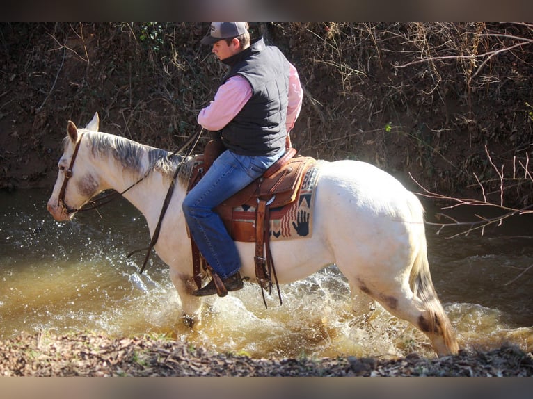 American Quarter Horse Castrone 10 Anni Bianco in RUSK TX