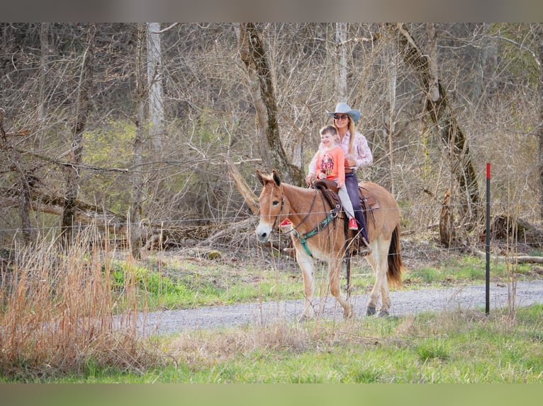 American Quarter Horse Castrone 10 Anni Falbo in Hillsboror KY