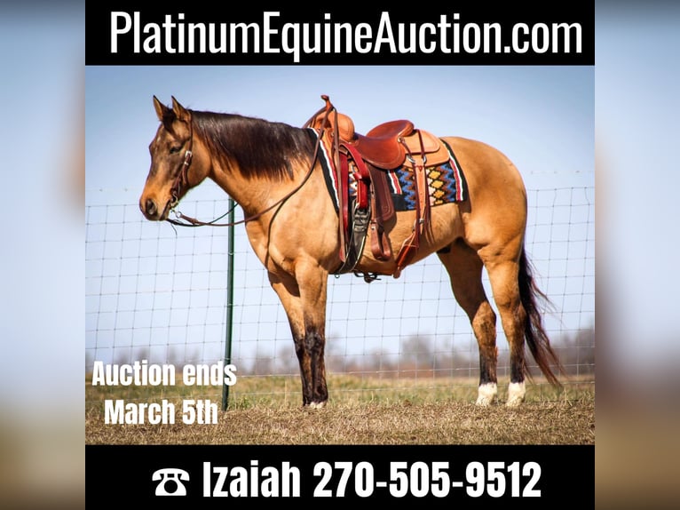 American Quarter Horse Castrone 10 Anni Falbo in Sonora KY