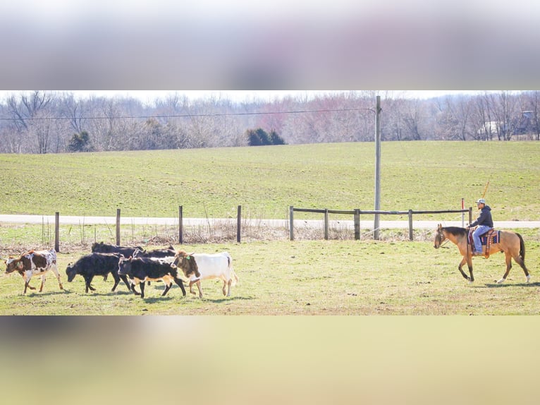 American Quarter Horse Castrone 10 Anni Falbo in Sonora KY