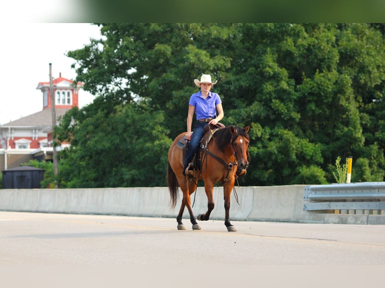 American Quarter Horse Castrone 10 Anni Falbo in Clarion