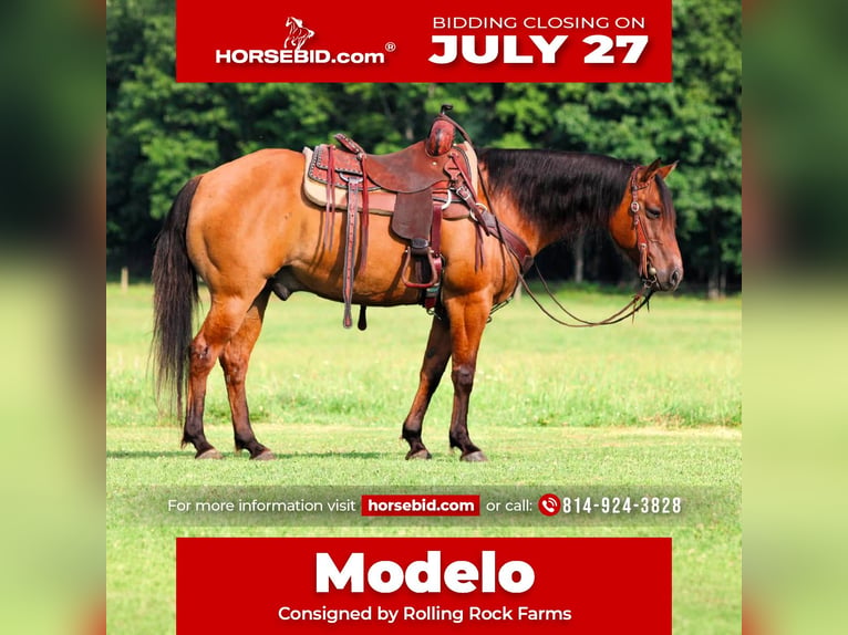American Quarter Horse Castrone 10 Anni Falbo in Clarion