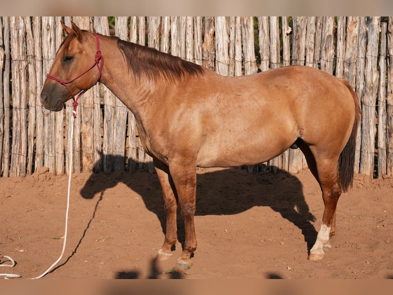American Quarter Horse Castrone 10 Anni Falbo in Newcastle