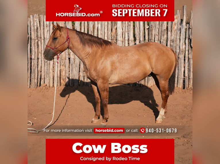 American Quarter Horse Castrone 10 Anni Falbo in Newcastle