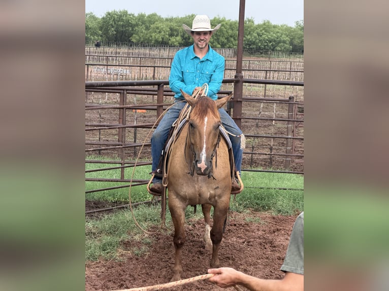 American Quarter Horse Castrone 10 Anni Falbo in Newcastle