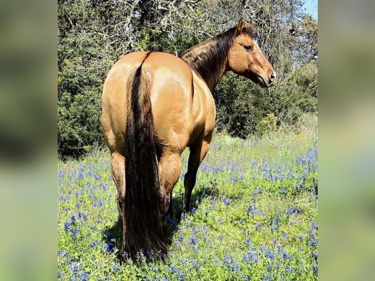 American Quarter Horse Castrone 10 Anni Falbo in Morgan Mill Tx