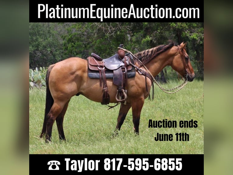 American Quarter Horse Castrone 10 Anni Falbo in Morgan Mill Tx