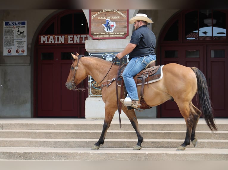 American Quarter Horse Castrone 10 Anni Falbo in Morgan Mill Tx