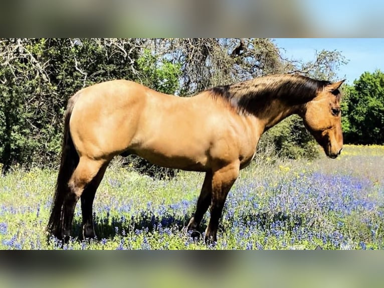 American Quarter Horse Castrone 10 Anni Falbo in Morgan Mill Tx