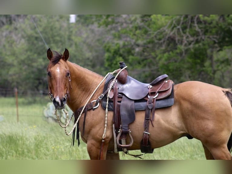 American Quarter Horse Castrone 10 Anni Falbo in Morgan Mill Tx