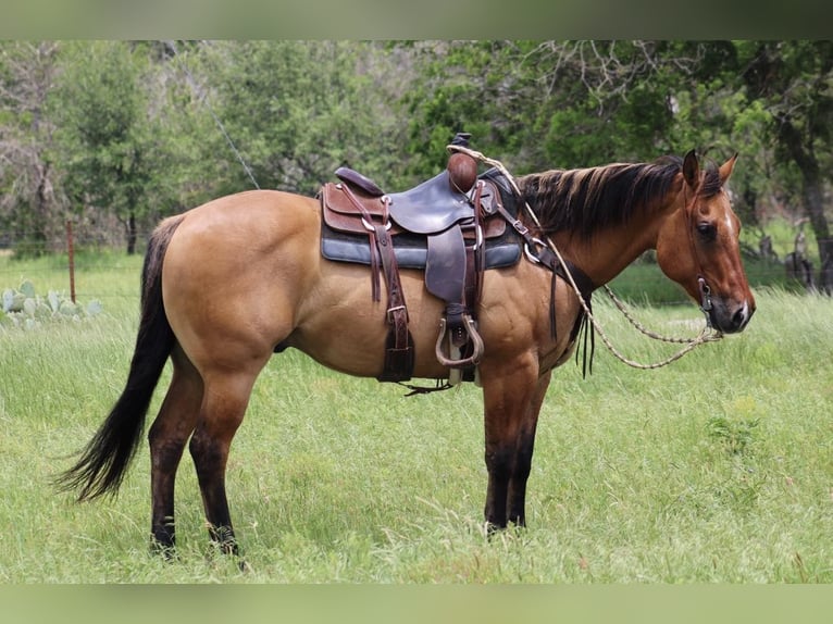 American Quarter Horse Castrone 10 Anni Falbo in Morgan Mill Tx