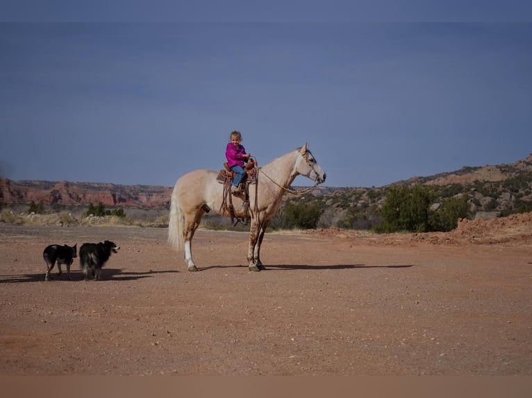 American Quarter Horse Castrone 10 Anni Grigio in Canyon, TX