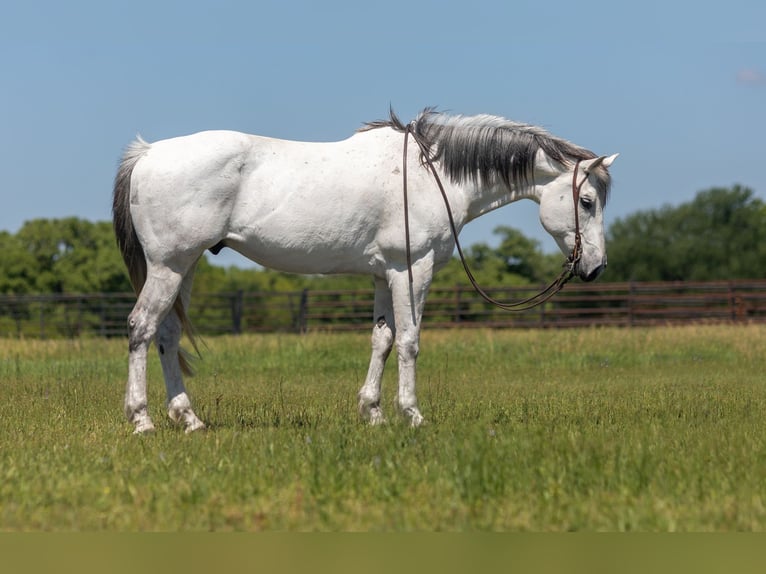 American Quarter Horse Castrone 10 Anni Grigio in weatherford TX