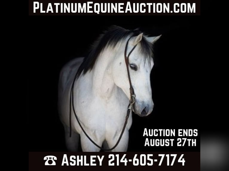 American Quarter Horse Castrone 10 Anni Grigio in Weatherford TX